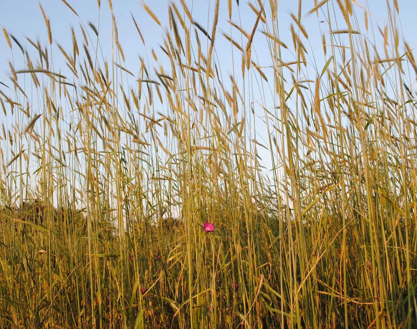 Zu sehen ist eine Nahaufnahme einer besonderen Roggenmischung, die im Sinne der Renaturierung auch in Wiesengebieten ausgesät wird. Dazwischen blitze eine kleine magentafarbene Blüte auf.