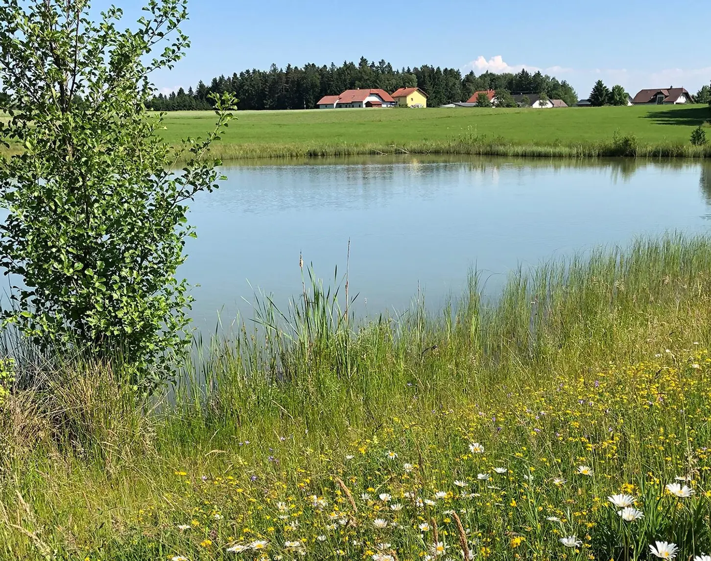 Ein kleiner See teilt eine herrliche Blumenwiesen. Vorne links ist ein Strauch zusehen und im Hintergrund eine kleine Siedlung mit Einfamilienhäusern.