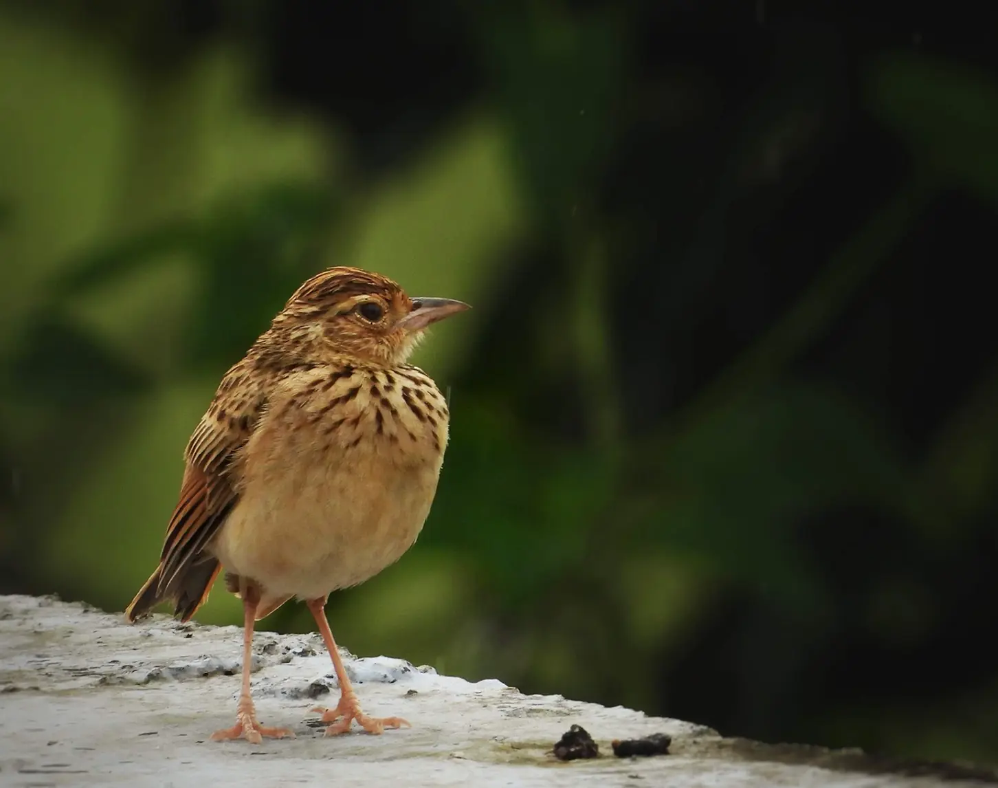 Das Bild zeigt eine Lerche. Der kleine Vogel sitzt leicht aufgeplustert auf einen grauen Untergrund und schaut nach rechts.