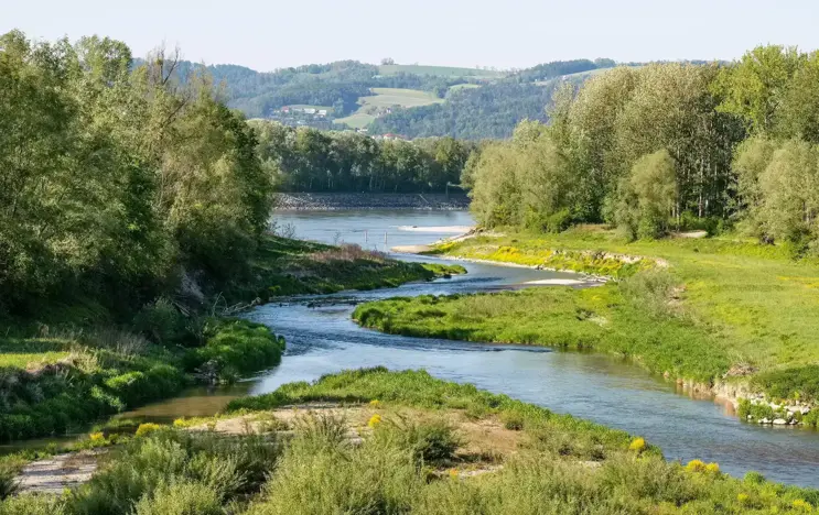 Ein Fluss mäandert sich durch Wiesen und kleinwüchsigen Sträuchern in der nähe des Kraftwerk Ottenheim-Wilhering.